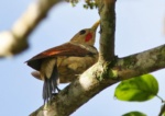 Cream-coloured Woodpecker